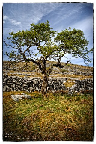 Burren tree the burren co clare ireland